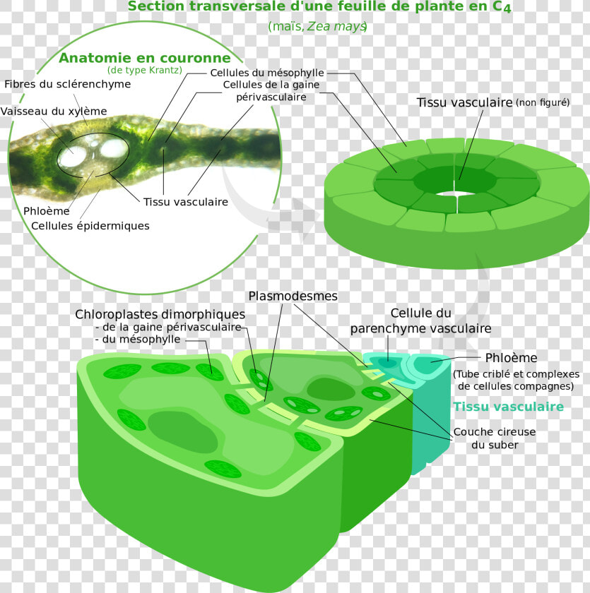 Two Types Of Chloroplast  HD Png DownloadTransparent PNG