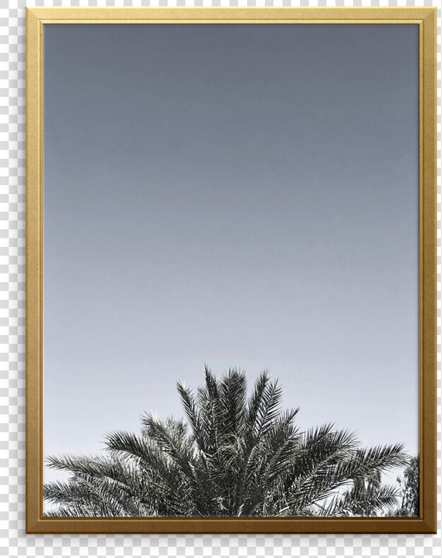 Desert Palm Art Print   Cypress Family  HD Png DownloadTransparent PNG