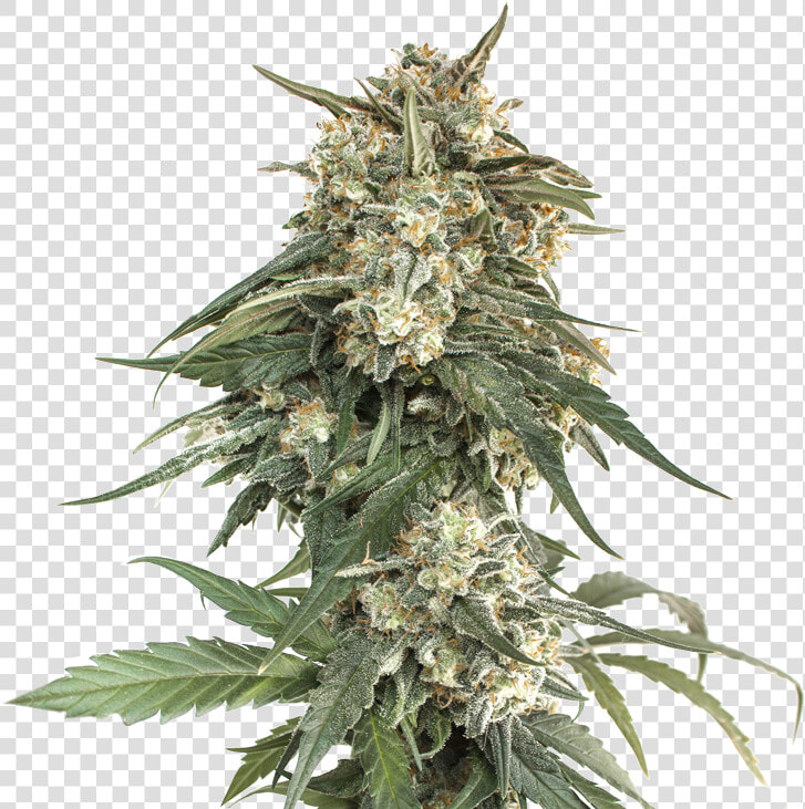 Bcn Critical Xxl Fast Feminized title Bcn Critical   Seed  HD Png DownloadTransparent PNG