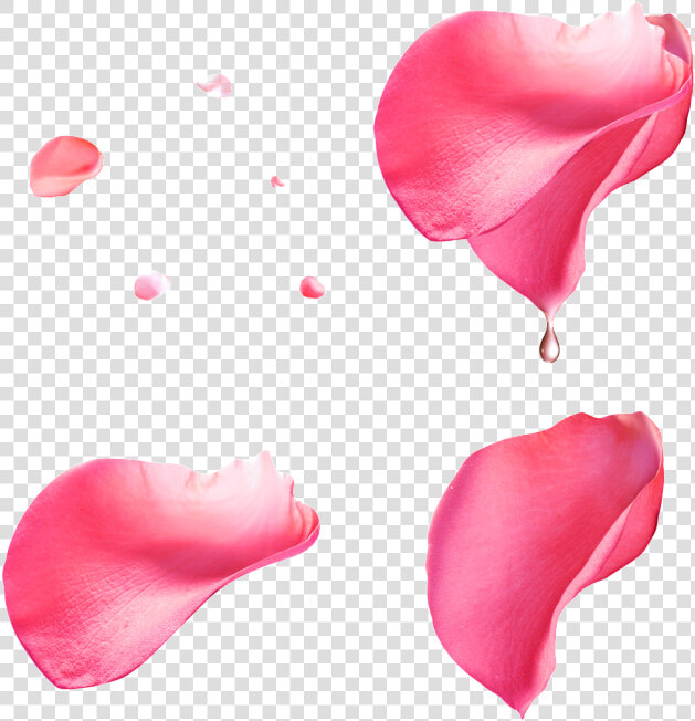 Pink Petals With Transparent   Pink Rose Petals Png  Png DownloadTransparent PNG