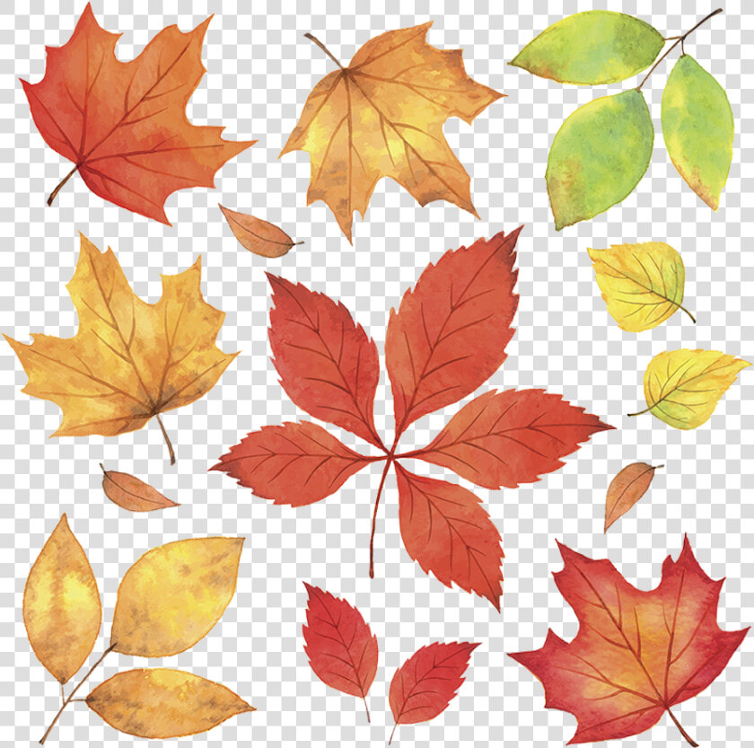 Autumn Leaves Leaf Illustration   Autumn Leaves Illustration Png  Transparent PngTransparent PNG