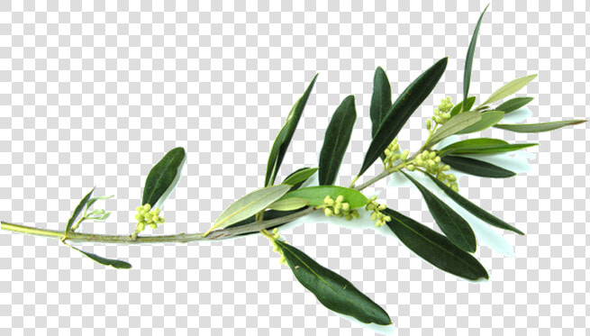 Olive Branch Flower Clip Art   Olive Tree Branch Png  Transparent PngTransparent PNG