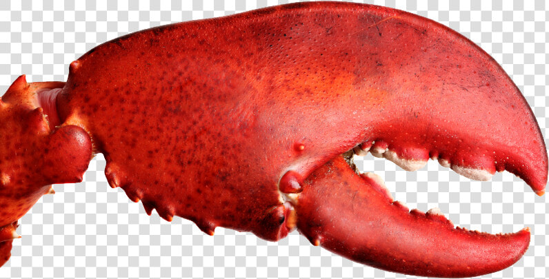 Lobster Claw Png   Lobster Crusher Claw  Transparent PngTransparent PNG