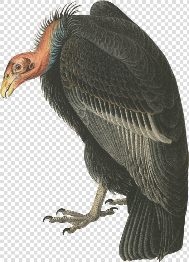 Vulture   Turkey Vulture Png  Transparent PngTransparent PNG