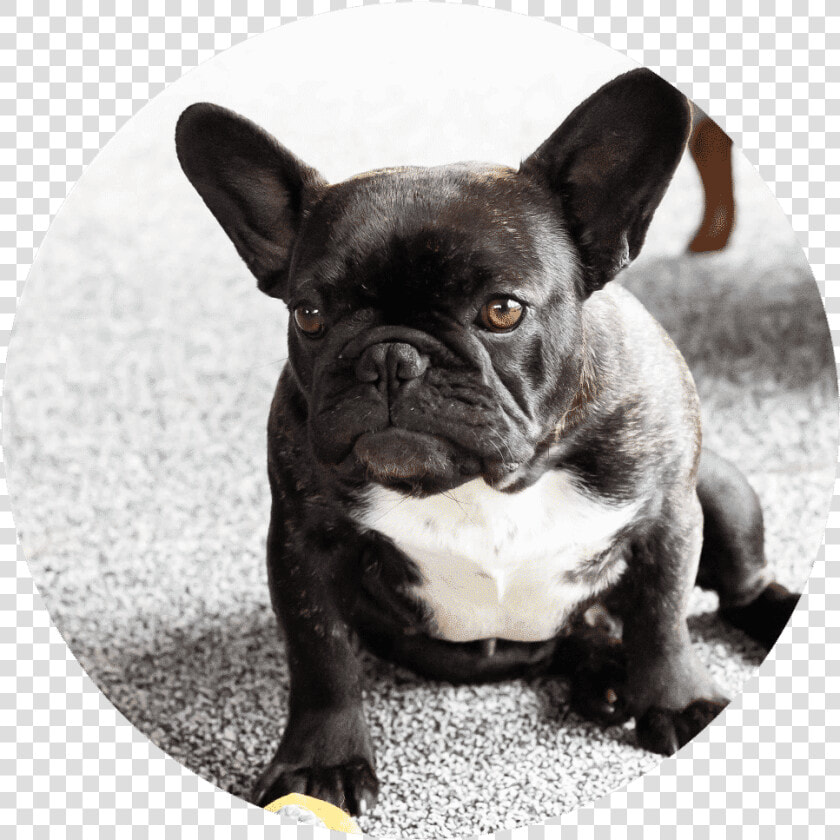 Pug Puppies Perfect Pugs   French Bulldog  HD Png DownloadTransparent PNG