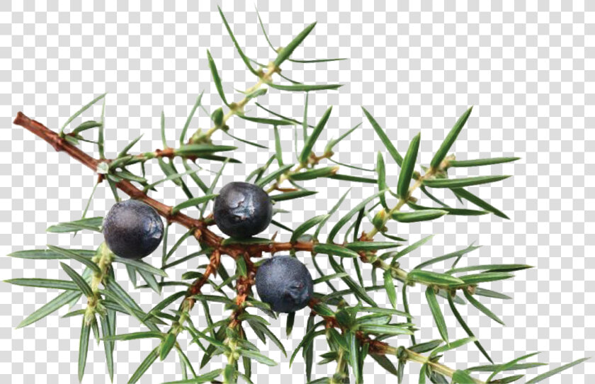 Botanical Drawing Juniper Berry  HD Png DownloadTransparent PNG