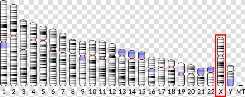 Ideogram Human Chromosome X   Chromosome 17  HD Png DownloadTransparent PNG