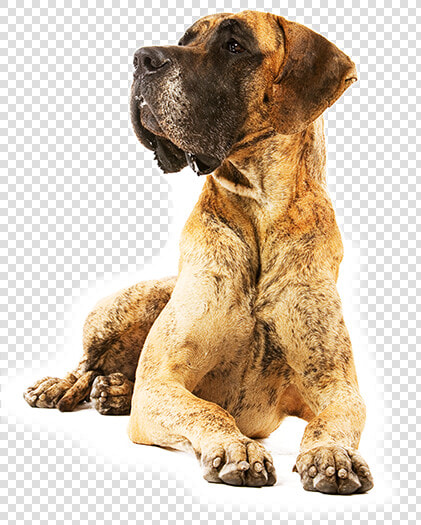 Dog Yawns  HD Png DownloadTransparent PNG