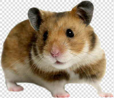 Cute Hamster Png Transparent Image   Transparent Background Hamster Png  Png DownloadTransparent PNG