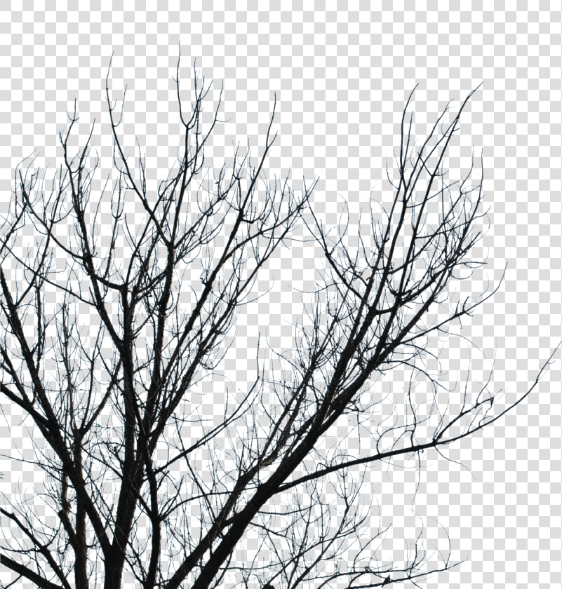 Dead Tree Branches Transparent   Png Download   Tree Branch Dead Transparent  Png DownloadTransparent PNG