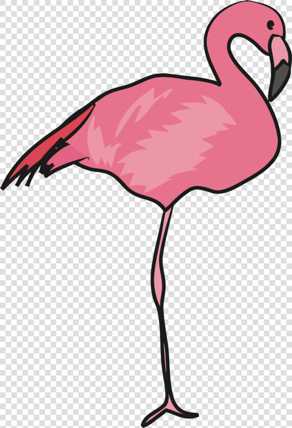 Greater Flamingo  HD Png DownloadTransparent PNG