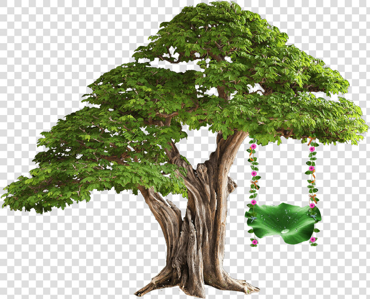  tree  swing  treeswing   Plant Tissue In Hindi  HD Png DownloadTransparent PNG