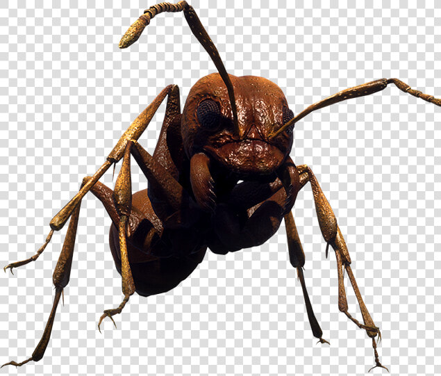 Earth Defense Force Ants  HD Png DownloadTransparent PNG