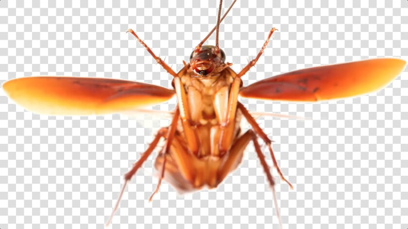 Transparent Cockroach Png   Flying Cockroach  Png DownloadTransparent PNG