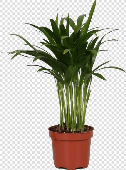 Areca Palm  HD Png DownloadTransparent PNG