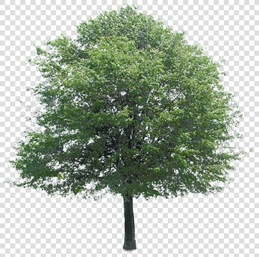 Arbol Perenne   Transparent Trees For Photoshop  HD Png DownloadTransparent PNG