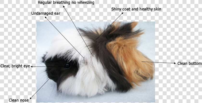 Picture   Pure Peruvian Guinea Pig  HD Png DownloadTransparent PNG