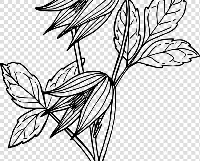 Coloriage Fleur  HD Png DownloadTransparent PNG