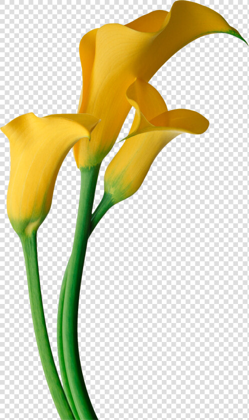 Easter Flower Clipart Calla Lily  HD Png DownloadTransparent PNG