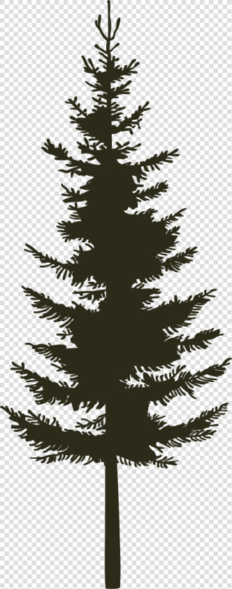 Single Pine   Black   Western Yellow Pine  HD Png DownloadTransparent PNG