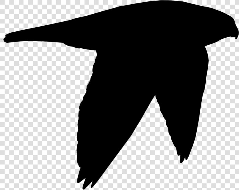 Beak Clip Art Black Bird Silhouette   Illustration  HD Png DownloadTransparent PNG