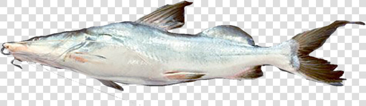 Oily Fish  HD Png DownloadTransparent PNG