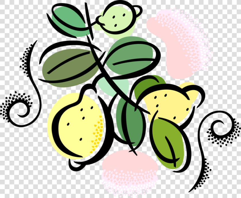 Vector Illustration Of Citrus Fruit Lemons Growing  HD Png DownloadTransparent PNG