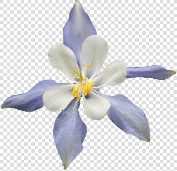 Transparent Pop Art Background Png   Colorado Blue Columbine On Transparent Background  Png DownloadTransparent PNG