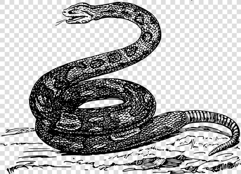 Animal Boa Constrictor Free Picture   Snake Draw Png Black And White  Transparent PngTransparent PNG