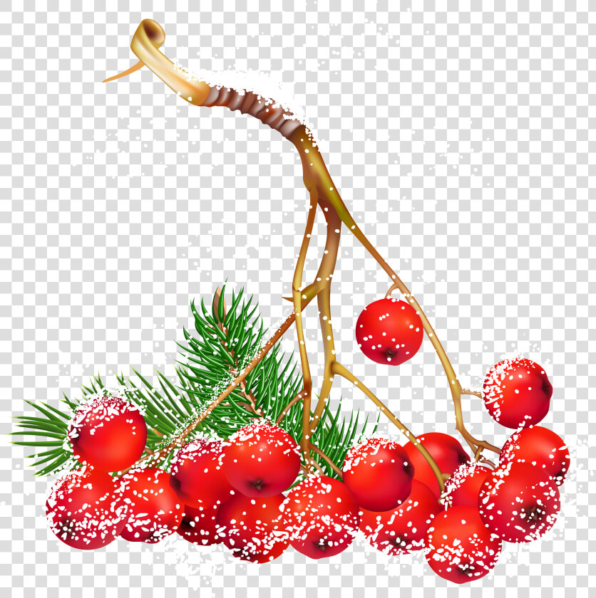 Transparent Christmas Snowy Holly Berries Png Clipart   Christmas Berries Clipart  Png DownloadTransparent PNG