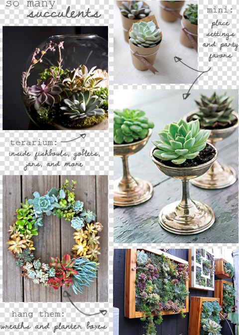 Succulents  HD Png DownloadTransparent PNG