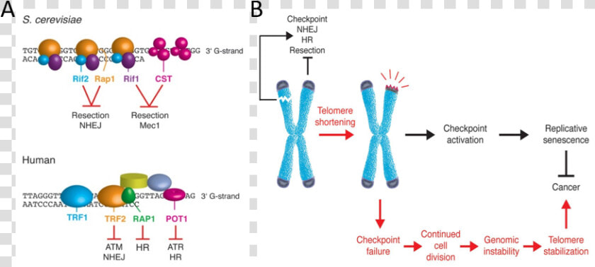 Shelterin telomere Complexes  HD Png DownloadTransparent PNG