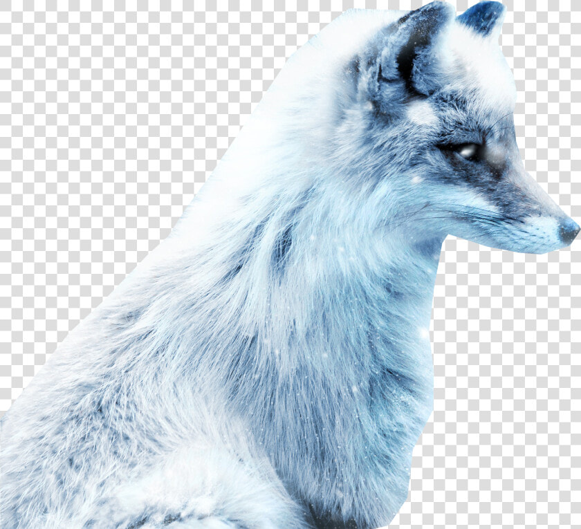 Arctic Snow Fox Png Image   Fox In Snow Art  Transparent PngTransparent PNG