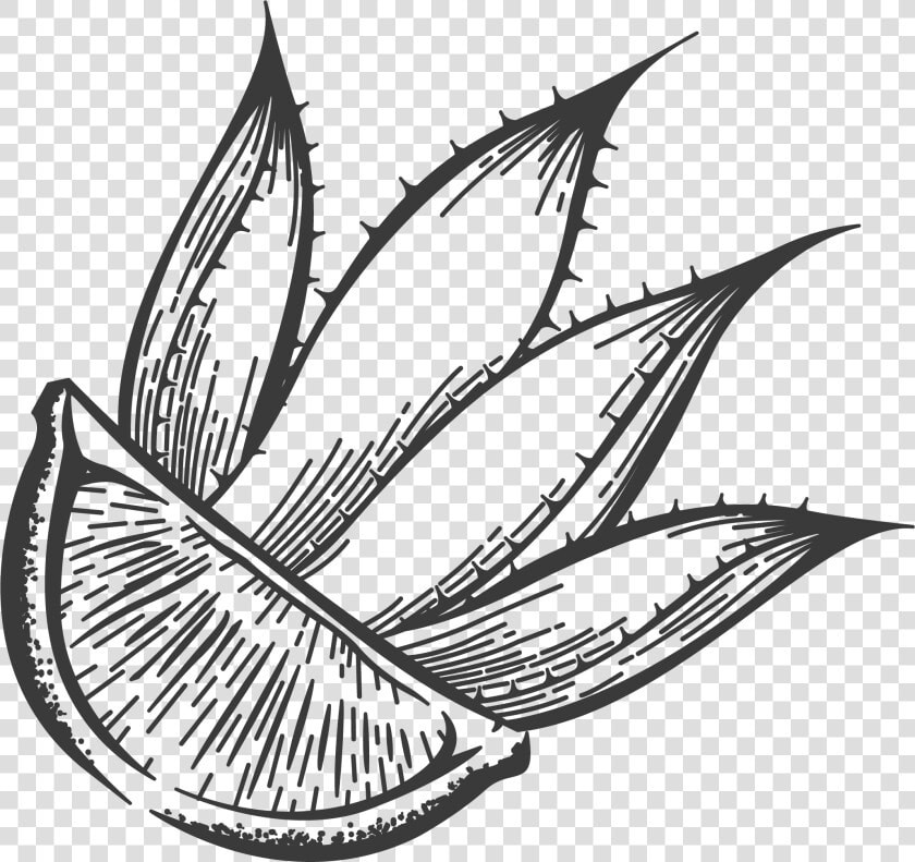 Otravez Lime agave   Illustration  HD Png DownloadTransparent PNG