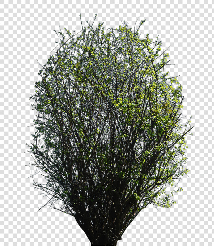 Bushes Png For Photoshop  Transparent PngTransparent PNG