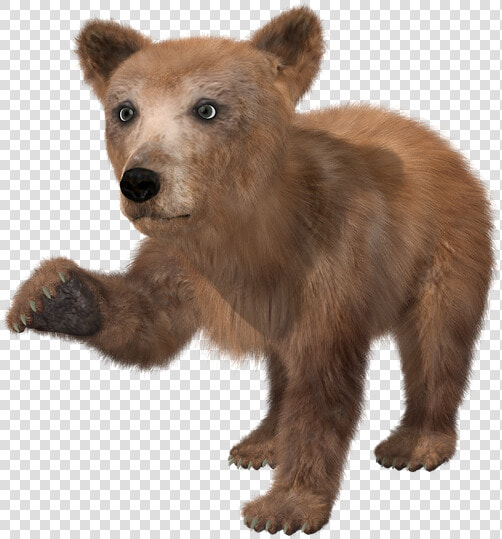 Bear  Brown Bear  Young  Toon  Teddy  Fur  Wild Animal   Baby Bear Transparent Background  HD Png DownloadTransparent PNG