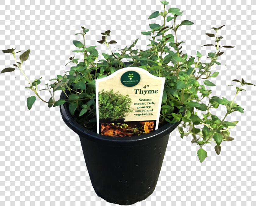 Flowerpot  HD Png DownloadTransparent PNG