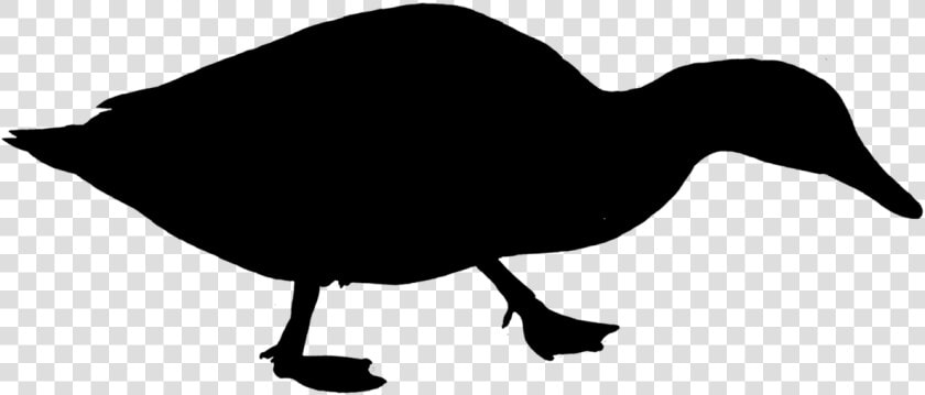 Duck Water Bird Silhouette Free Picture   Poultry  HD Png DownloadTransparent PNG