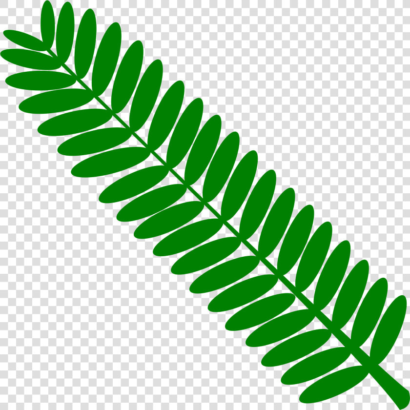 Vascular Plant Clip Art  HD Png DownloadTransparent PNG