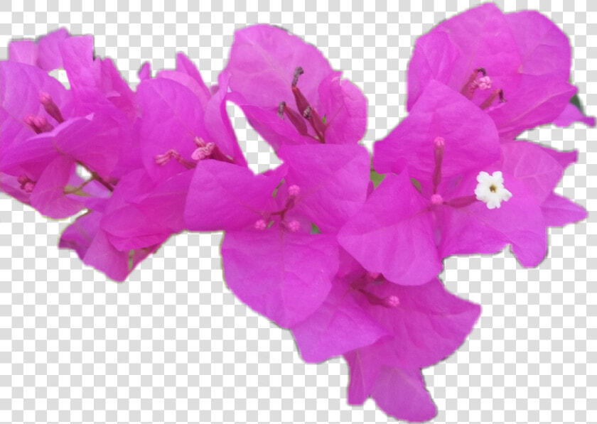 Bougainvillea  HD Png DownloadTransparent PNG