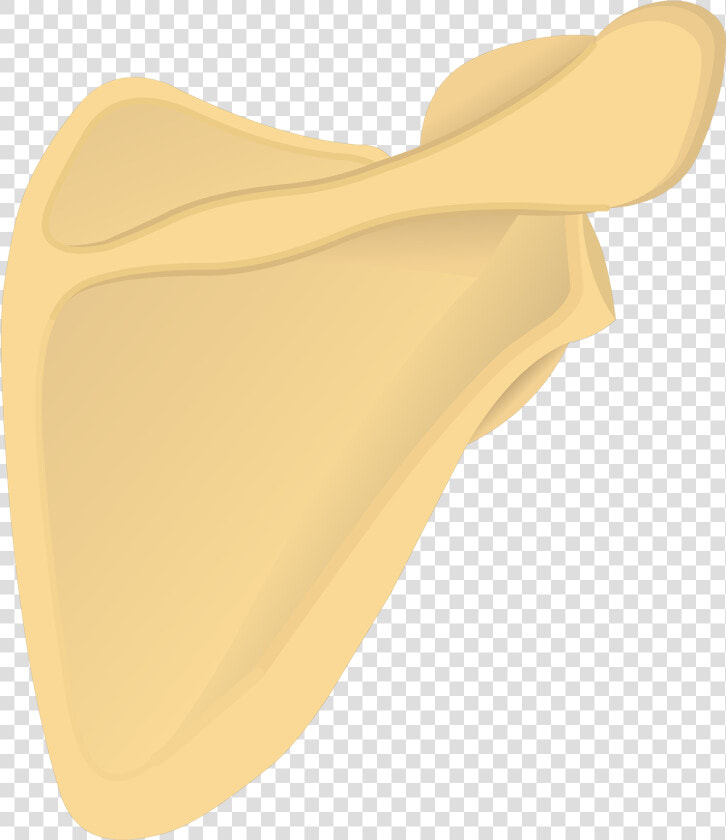 Illustration Of Posterior Scapula   Scapula Getbodysmart  HD Png DownloadTransparent PNG