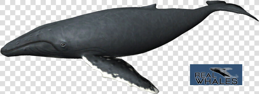 Humpback Whale Png   Grey Whale  Transparent PngTransparent PNG