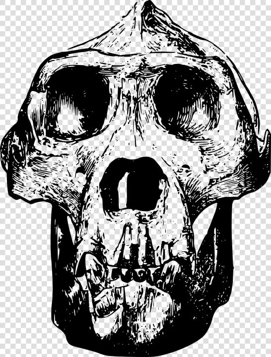 Animal  Bone  Gorilla  Head  Mammal  Skull   Gorilla Skull Clip Art  HD Png DownloadTransparent PNG