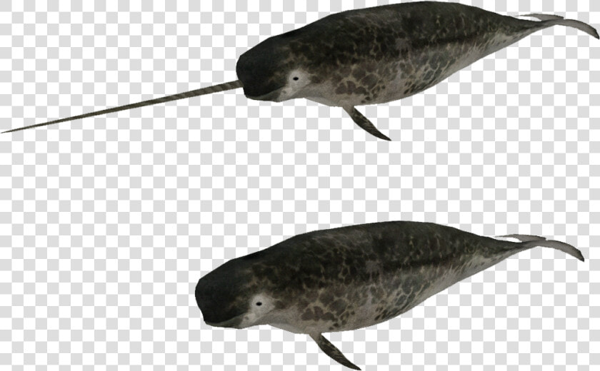 Humpback Whale   Zoo Tycoon 2 Narwhal  HD Png DownloadTransparent PNG