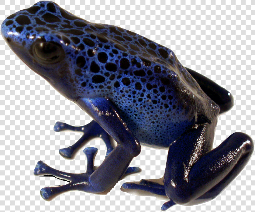 Poison Dart Frog Blue   Poison Dart Frog Png  Transparent PngTransparent PNG