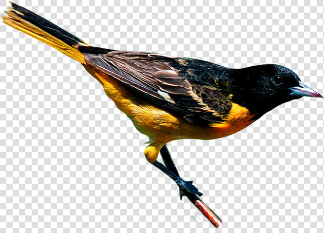 Oriole Png  Transparent PngTransparent PNG