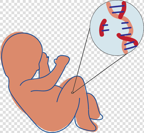 01 17 19 Hs Crispr T Krehbiel  HD Png DownloadTransparent PNG