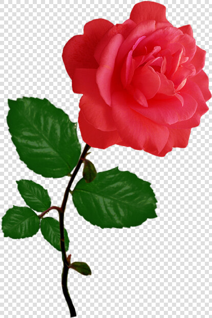 Red Red Rose Clipart   Pink Flower Single Rose  HD Png DownloadTransparent PNG