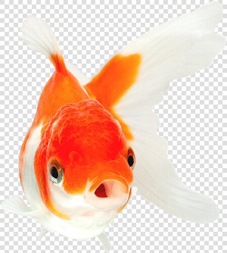 Orange And White Goldfish With Mouth Open Swimming   Goldfish With Mouth Open  HD Png DownloadTransparent PNG