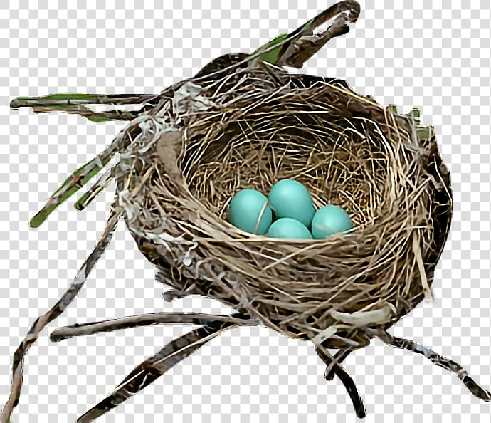  bird  egg  nest  robin   Nest  HD Png DownloadTransparent PNG